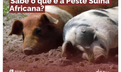 Alerta Sanitário: Arronches reforça prevenção contra a Peste Suína Africana após focos em Espanha