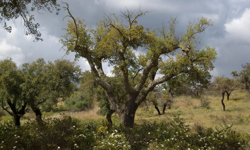 Parque Eólico de Penamacor: Governo autoriza abate de 750 árvores protegidas para reforçar produção de energia