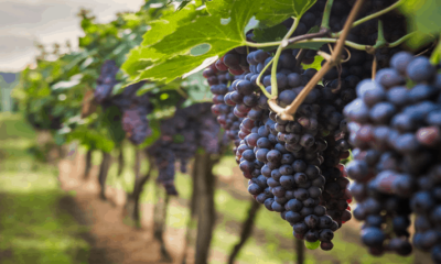 Viticultura: Ano de 2026 será “ponto de viragem” para a rentabilidade do setor