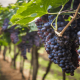 Viticultura: Ano de 2026 será “ponto de viragem” para a rentabilidade do setor