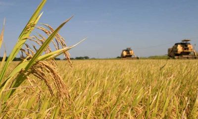 PCP exige apoios a fundo perdido para agricultores afetados por tempestades