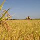 PCP exige apoios a fundo perdido para agricultores afetados por tempestades
