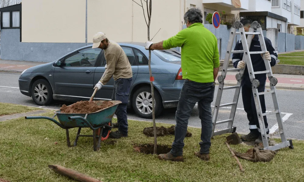 Autarquia promove plantação de uma centena de árvores em Vila Nova de Santo André – Câmara Municipal de Santiago do Cacém