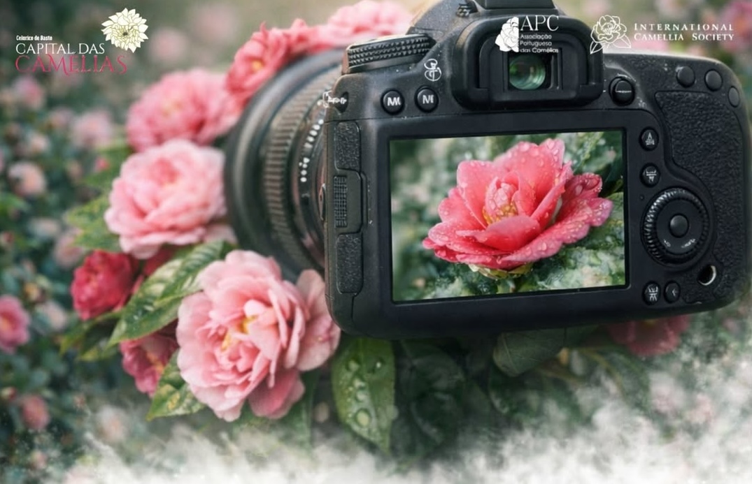 Celorico de Basto lança III Prémio Fotográfico “Camellia” inserido na Festa Internacional das Camélias