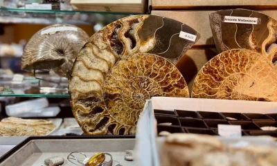 uma viagem ao mundo da geologia, fósseis e minerais