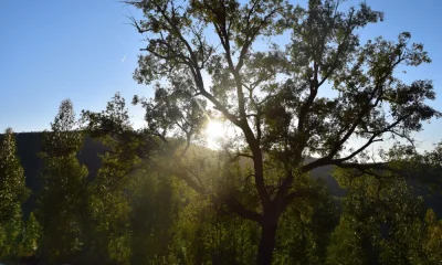 Secretário de Estado das Florestas visita Ferreira do Zêzere esta sexta-feira