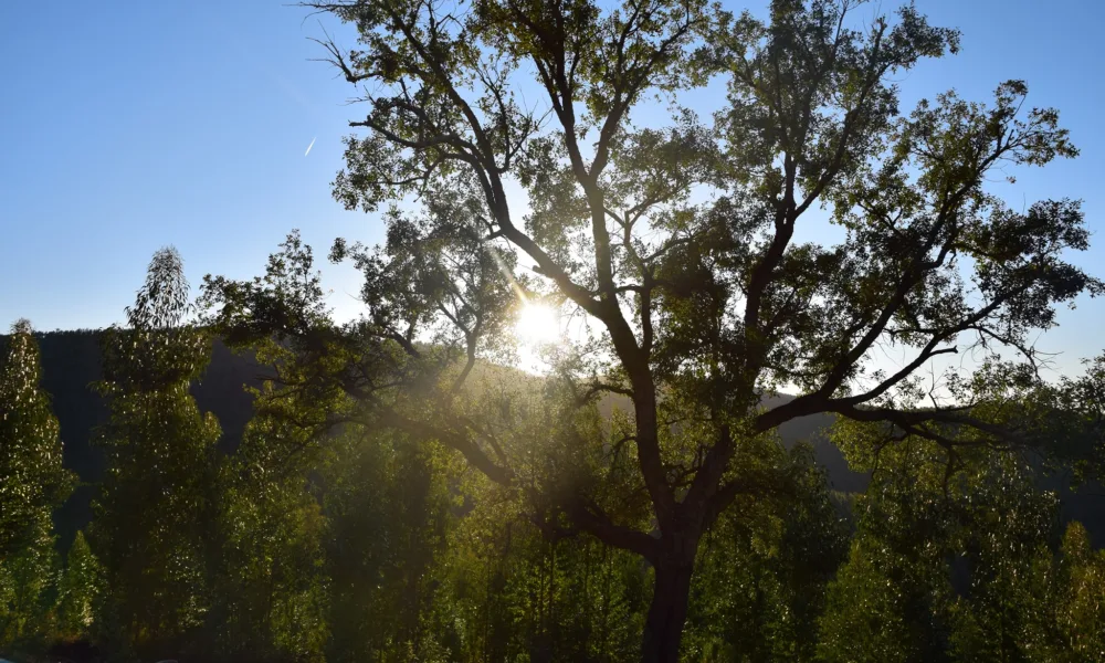 Secretário de Estado das Florestas visita Ferreira do Zêzere esta sexta-feira