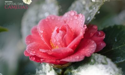 Celorico de Basto abre inscrições para a Exposição/Concurso de Camélias, “atividade rainha” da XXI Festa Internacional