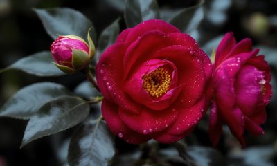 Celorico de Basto abre inscrições para murais de camélias da XXI Festa Internacional