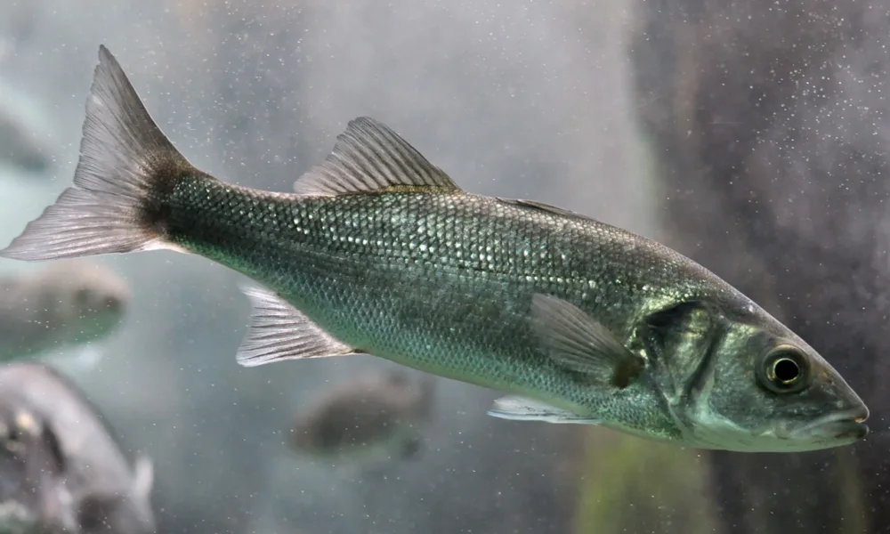 Cientistas do CIIMAR melhoram dietas para robalo em aquacultura