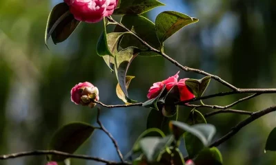 #ExplorarONorte

Lousada volta a florescer em torno de um dos símbolos botânicos…