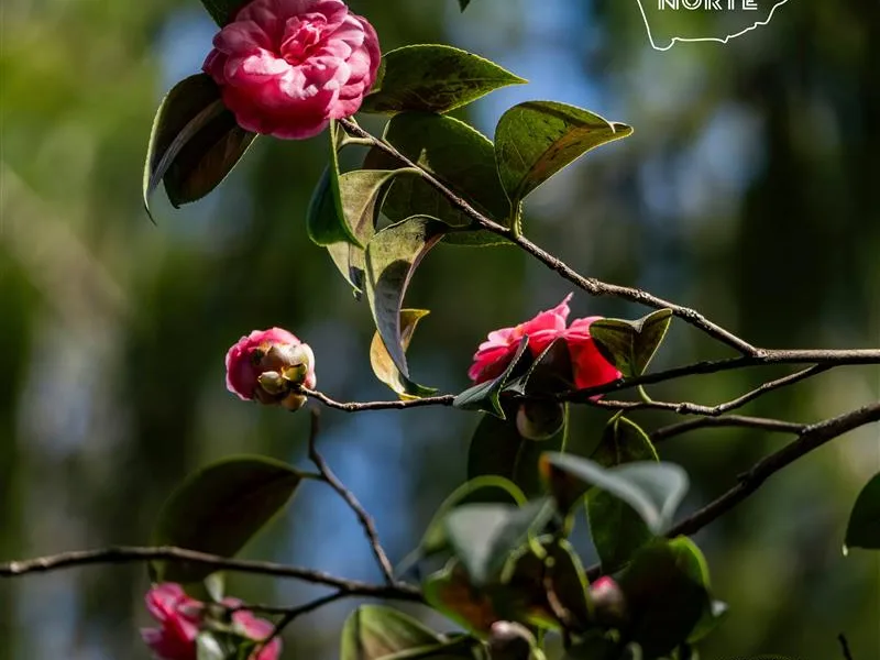 #ExplorarONorte

Lousada volta a florescer em torno de um dos símbolos botânicos…