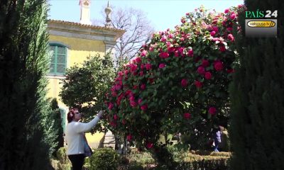 Festival de Camélias de Lousada promove passeio guiado a três jardins históricos no domingo