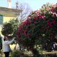Festival de Camélias de Lousada promove passeio guiado a três jardins históricos no domingo