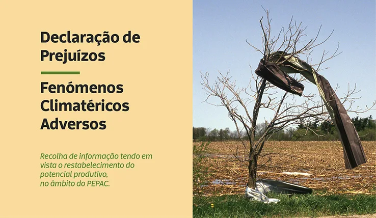 IDENTIFICAÇÃO DE PREJUÍZOS NA ACTIVIDADE AGRÍCOLA   

Na sequência da tempestad…