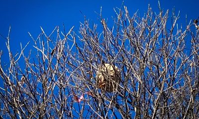 Paços de Ferreira registou 418 ninhos de vespa velutina no concelho em 2025, segundo dados do SMPC