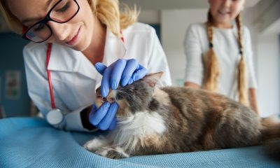 Paredes acolhe I Congresso Internacional de Ciências Veterinárias dedicado à geriatria animal