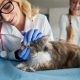 Paredes acolhe I Congresso Internacional de Ciências Veterinárias dedicado à geriatria animal