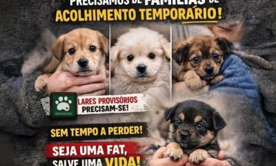 Serviços Veterinários de Paços de Ferreira lançam apelo urgente por famílias de acolhimento temporário para cães
