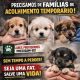 Serviços Veterinários de Paços de Ferreira lançam apelo urgente por famílias de acolhimento temporário para cães