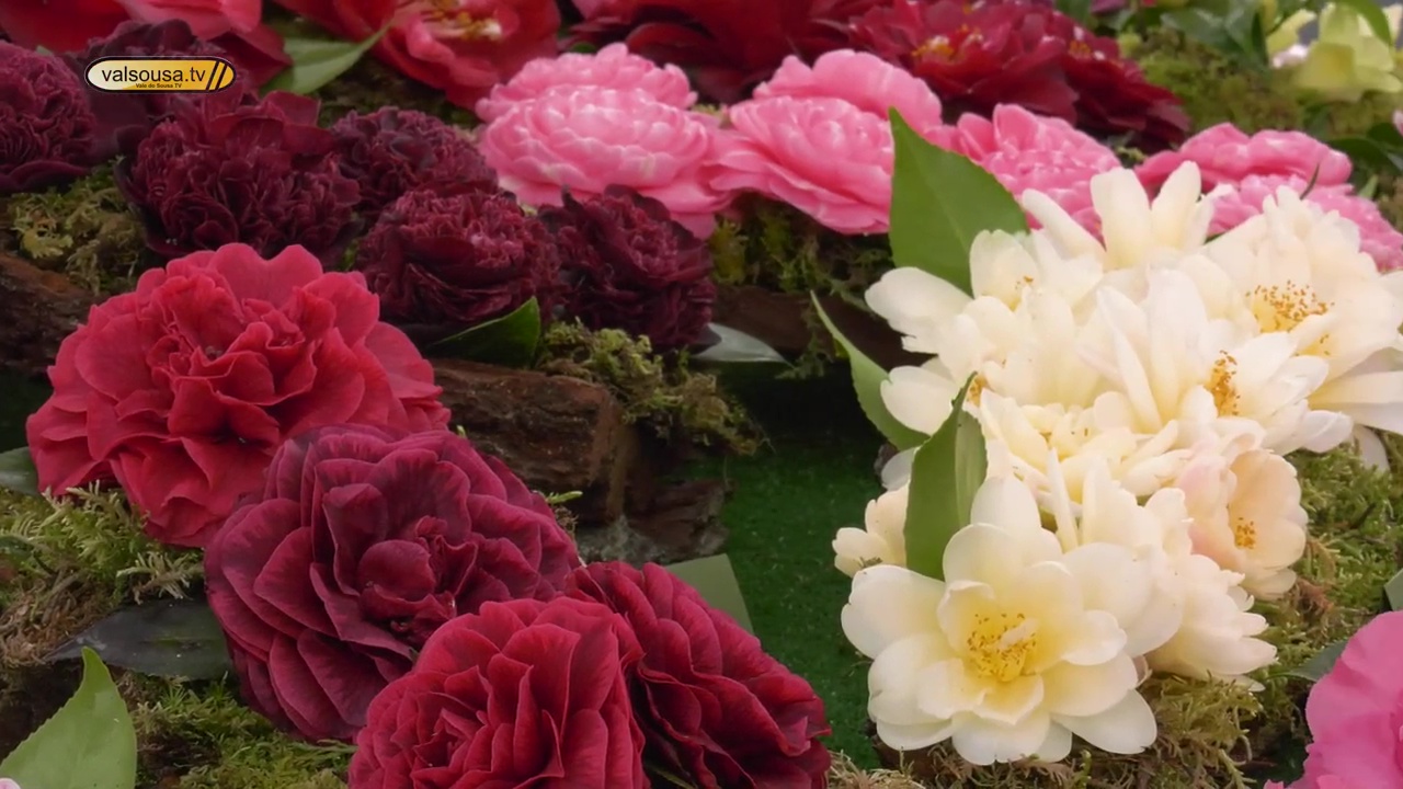 XVI Festival Internacional de Camélias arranca amanhã em Lousada com programação diversificada