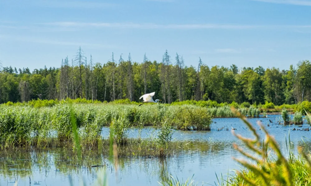 BIOPOLIS-CIBIO quer inovar a monitorização da biodiversidade na Europa