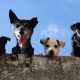 Chamusca investe 380 mil euros em novo Centro de Recolha Oficial de Animais