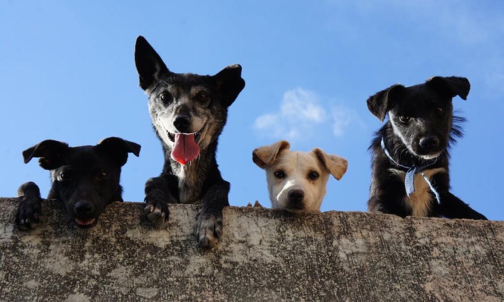 Chamusca investe 380 mil euros em novo Centro de Recolha Oficial de Animais