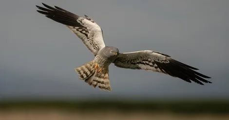 LIFE SOS Pygargus: já está online o novo site