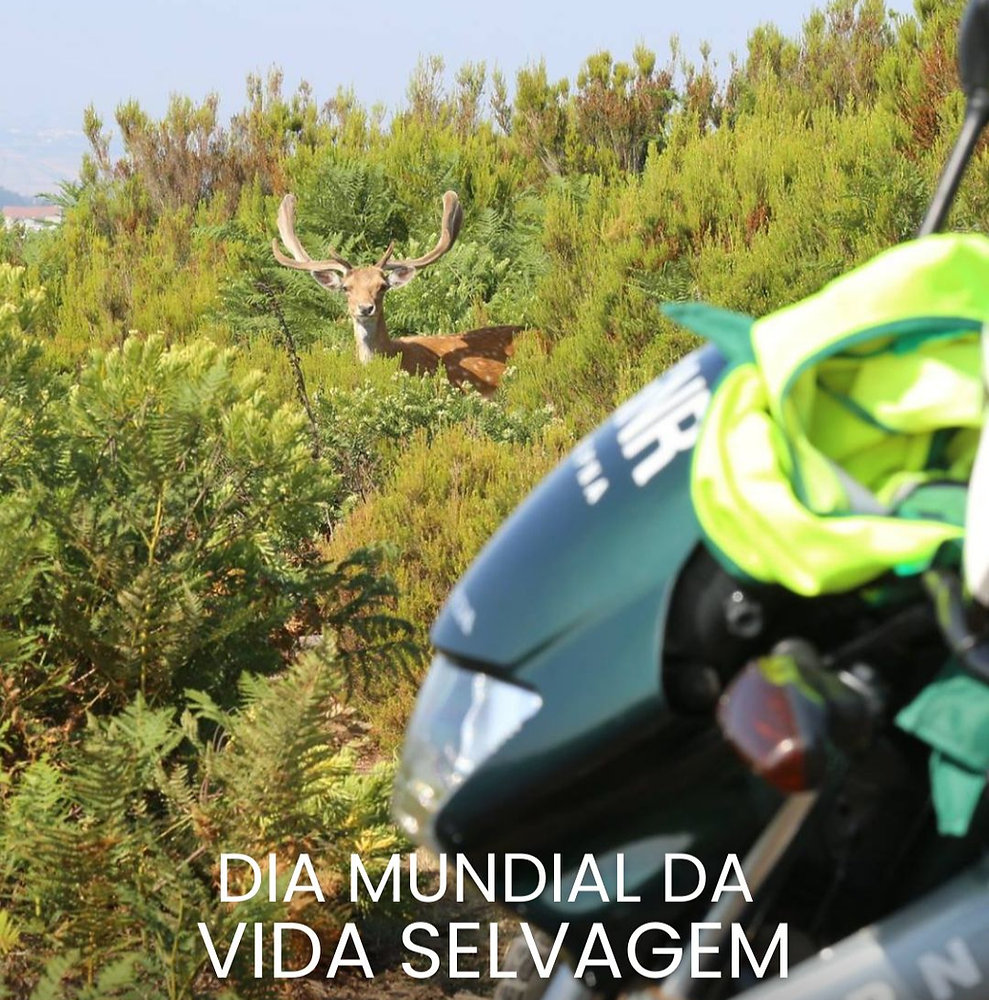 O papel da GNR na protecção da Vida Selvagem