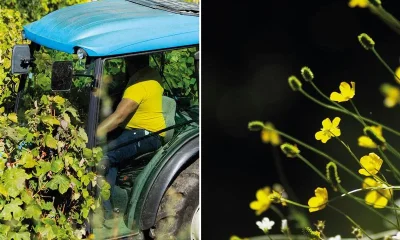 A 20 de março assinala-se o Dia Mundial da Agricultura e o Equinócio da Primaver…