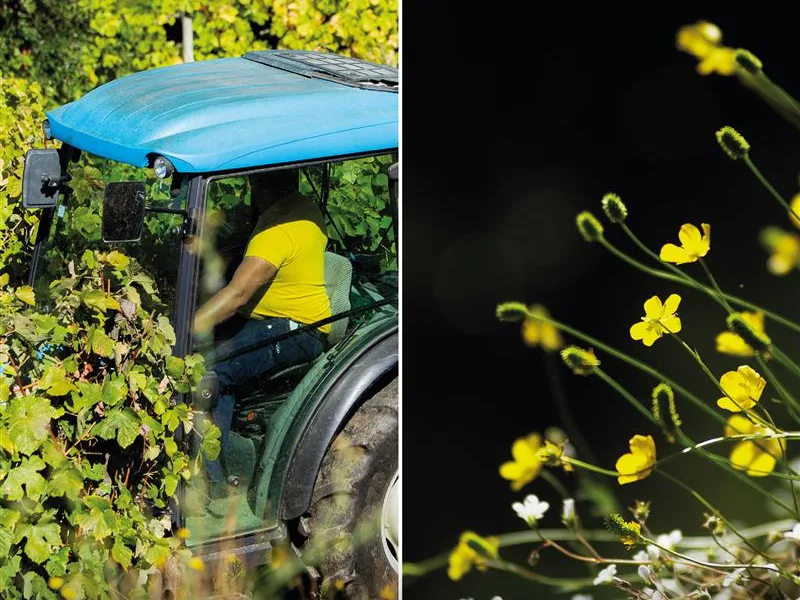 A 20 de março assinala-se o Dia Mundial da Agricultura e o Equinócio da Primaver…