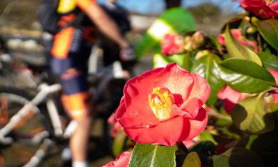 BTT Rota das Camélias juntou 200 atletas em Celorico de Basto para percorrer 35 km de trilhos entre paisagens e camélias
