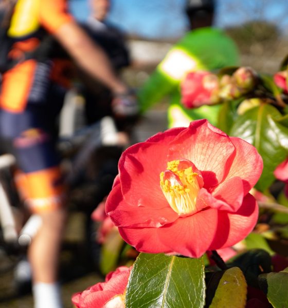 BTT Rota das Camélias juntou 200 atletas em Celorico de Basto para percorrer 35 km de trilhos entre paisagens e camélias