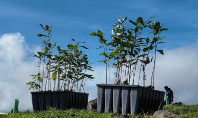 Baião oferece árvores autóctones a munícipes e instituições entre 9 e 13 de março para celebrar o Dia da Floresta