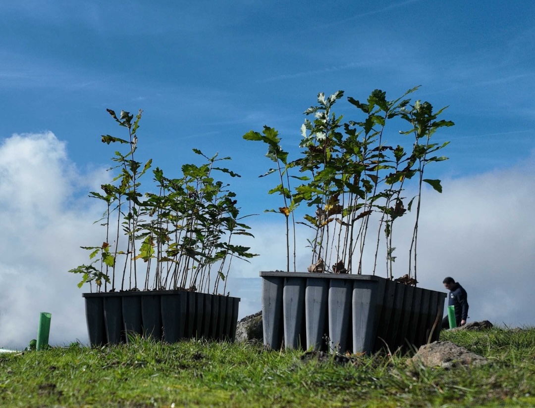 Baião oferece árvores autóctones a munícipes e instituições entre 9 e 13 de março para celebrar o Dia da Floresta