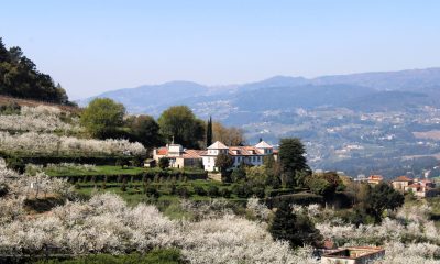 Cerejeiras em flor transformam encostas do Douro em paisagem deslumbrante em Resende