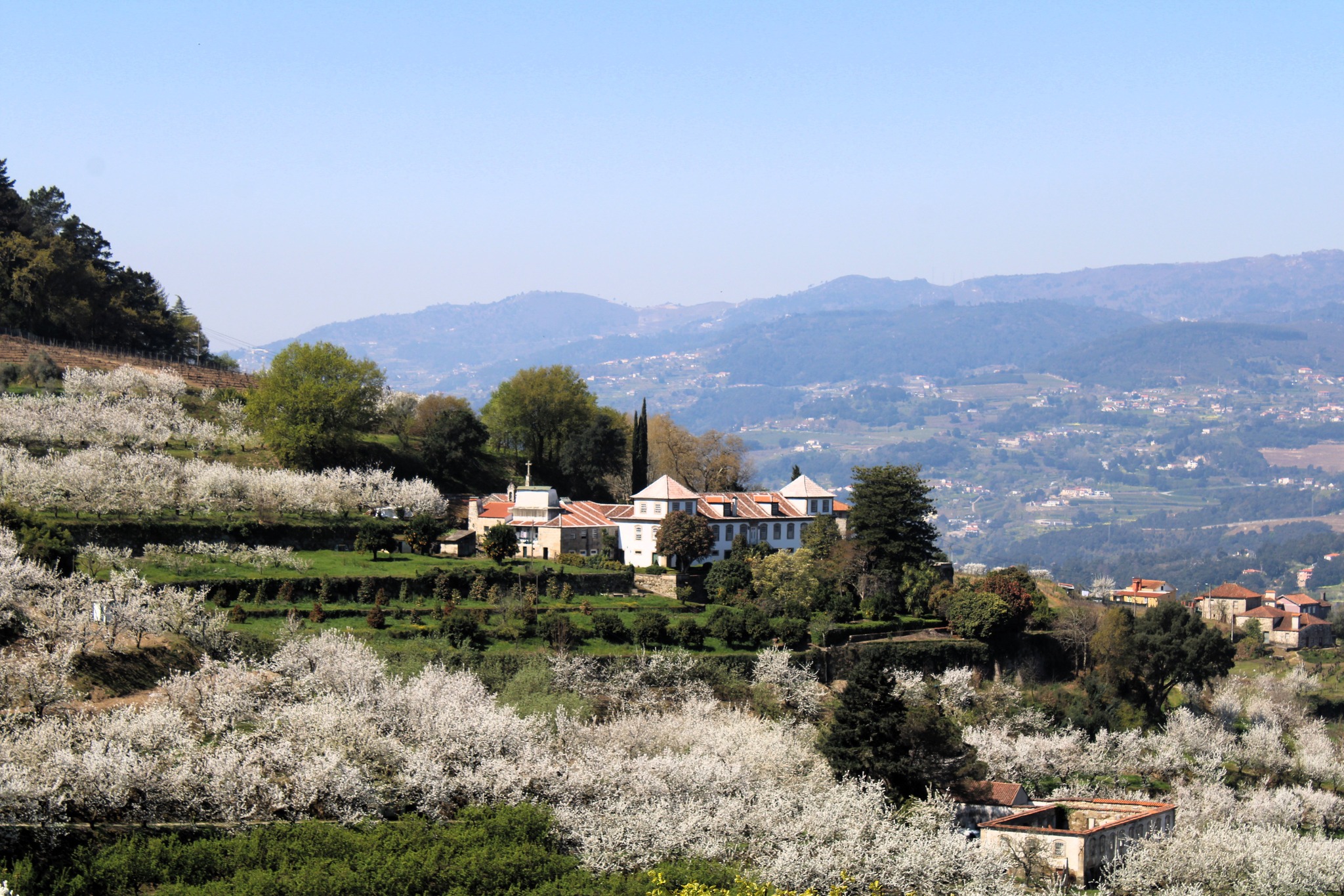 Cerejeiras em flor transformam encostas do Douro em paisagem deslumbrante em Resende