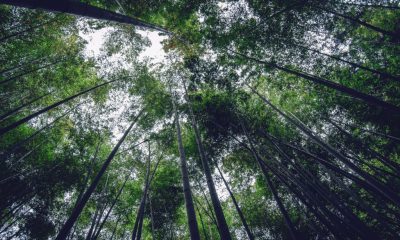Comissão Europeia aprova 250 milhões de euros para reforçar a floresta portuguesa