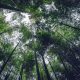 Comissão Europeia aprova 250 milhões de euros para reforçar a floresta portuguesa