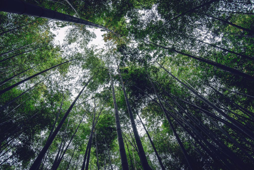Comissão Europeia aprova 250 milhões de euros para reforçar a floresta portuguesa