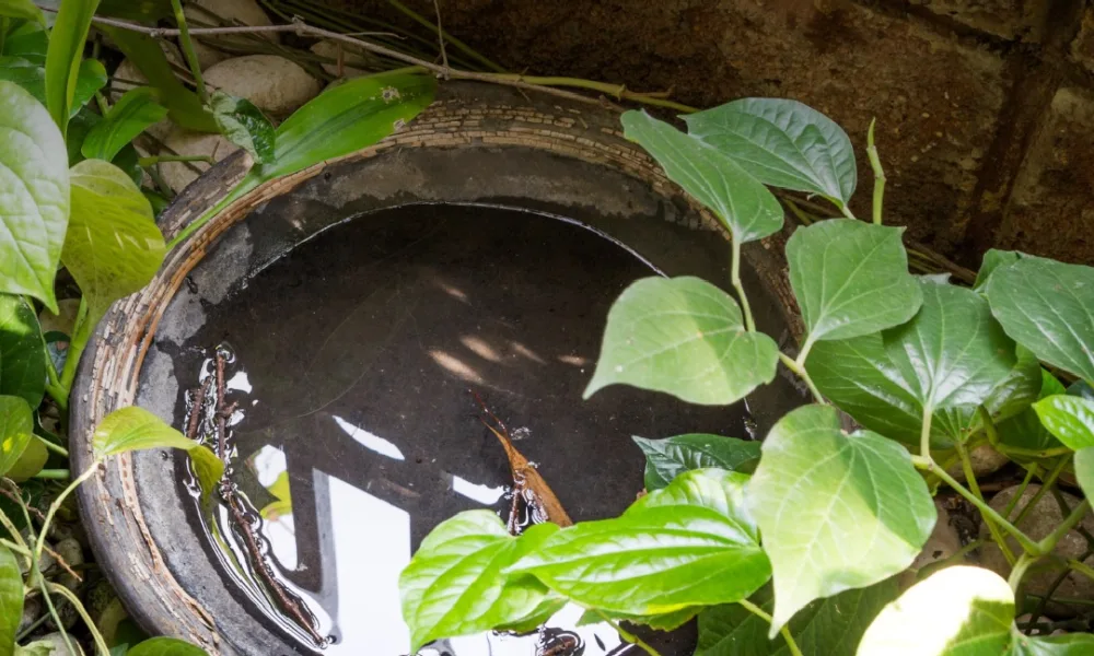 Depois das cheias, a água acumulada pode ser um terreno perfeito para o aumento…