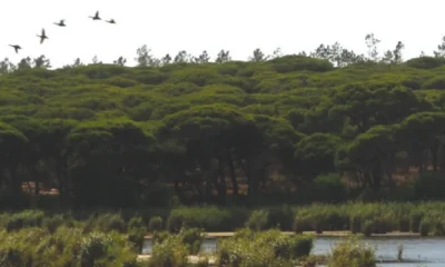 Abate de pinheiros-mansos na Herdade do Cabeço da Flauta