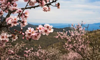 #ExplorarONorte
 
No Douro Superior, a primavera anuncia-se primeiro na paisagem…