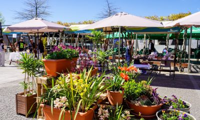 Feira da Primavera anima fim de semana de Ramos em Lousada