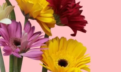 Feliz Dia da Mulher! 

8 de março de 2026