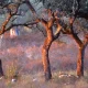 Projeto Floresta Comum da Quercus já ofereceu 1.745.000 árvores