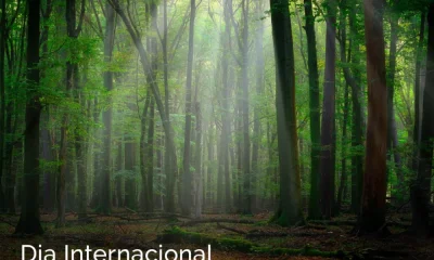 “Florestas e economias” é o tema do Dia Internacional das Florestas de 2026. Est…