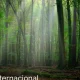 “Florestas e economias” é o tema do Dia Internacional das Florestas de 2026. Est…