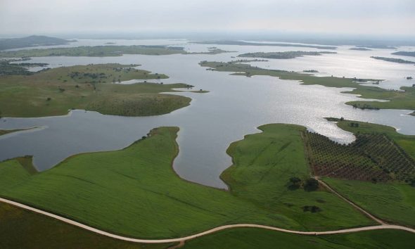 Instalação de armadilhas combate vespa asiática